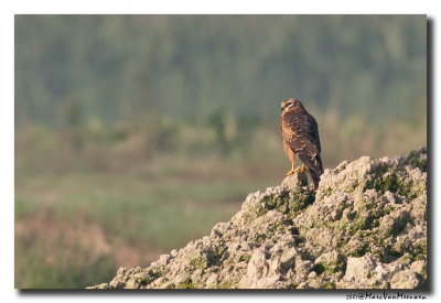 Grauwe Kiekendief - Montagus Harrier 
