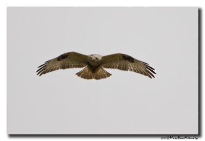 Ruigpootbuizerd - Rough-legged Buzzard 