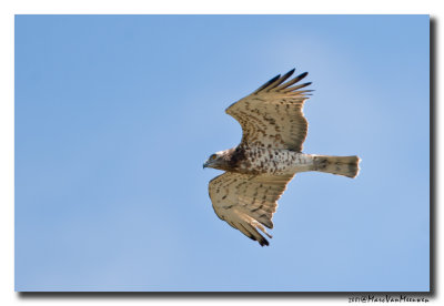 Slangenarend - Short-toed Eagle 