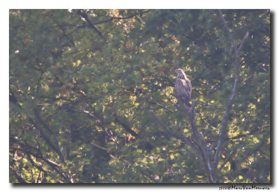 Wespendief - Honey-buzzard 