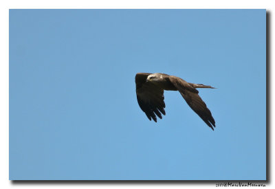 Zwarte Wouw - Black Kite 