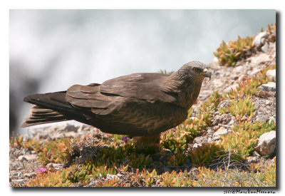 Zwarte Wouw - Black Kite 