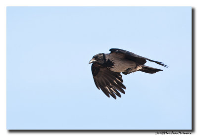 Bonte Kraai - Hooded Crow 