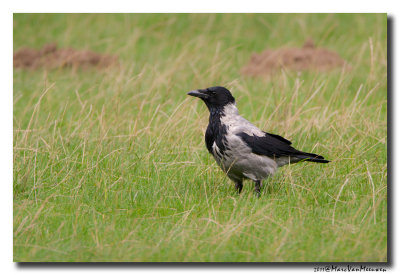 Bonte Kraai - Hooded Crow 