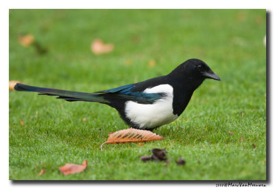 Ekster - Magpie 
