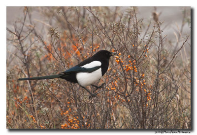 Ekster - Magpie 
