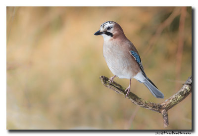 Gaai - Jay 