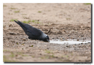 Kauw - Western Jackdaw 