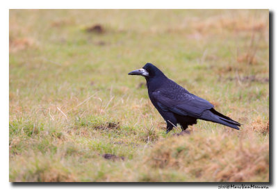 Roek - Rook 