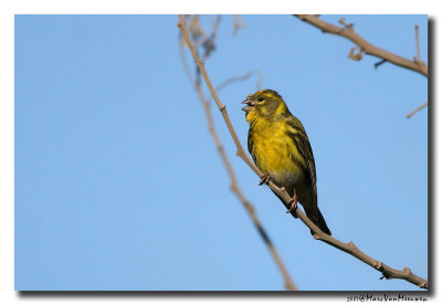 Europese Kanarie - Serin 