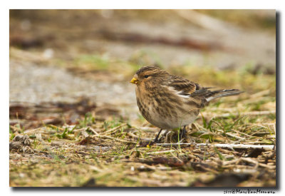 Frater - Twite 