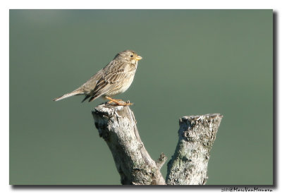 Grauwe Gors - Corn Bunting 
