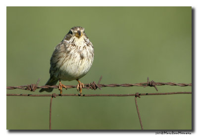 Grauwe Gors - Corn Bunting 