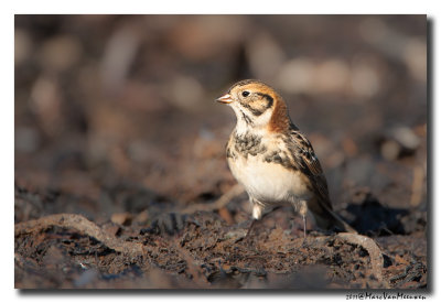 Ijsgors - Lapland Longspur 