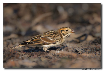 Ijsgors - Lapland Longspur 