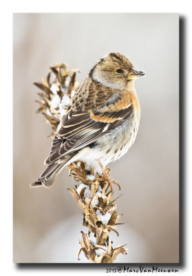 Keep - Brambling 