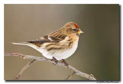 Barmsijs - Redpoll spec
