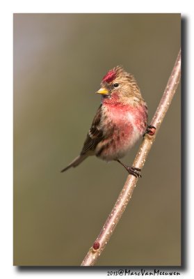Barmsijs - Redpoll spec
