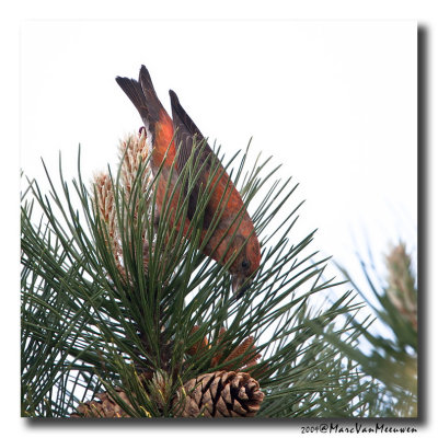 Kruisbek - Crossbill 