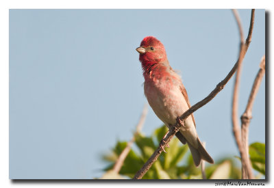 Roodmus - Rosefinch 