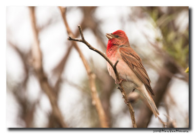 Roodmus - Rosefinch 