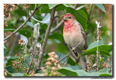 Roodmus - Rosefinch 