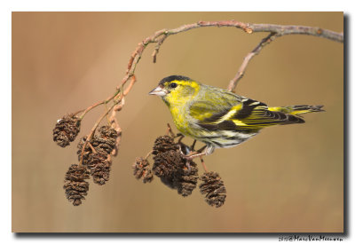 Sijs - Siskin 
