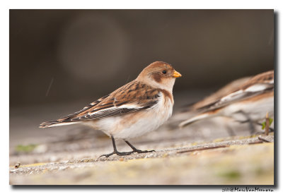 Sneeuwgors - Snow Bunting 