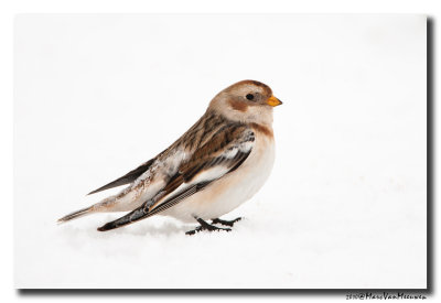 Sneeuwgors - Snow Bunting 