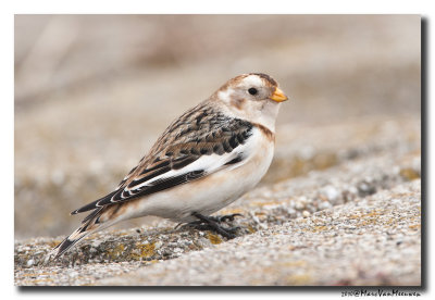 Sneeuwgors - Snow Bunting