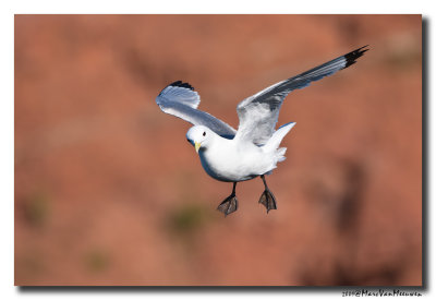 Drieteenmeeuw - Black-legged Kittiwake 
