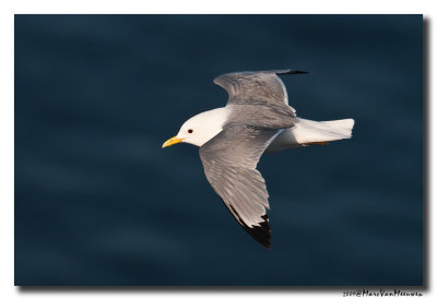 Drieteenmeeuw - Black-legged Kittiwake 