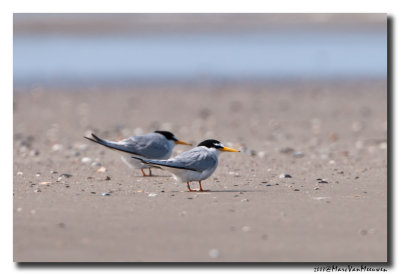 Dwergstern - Little Tern 