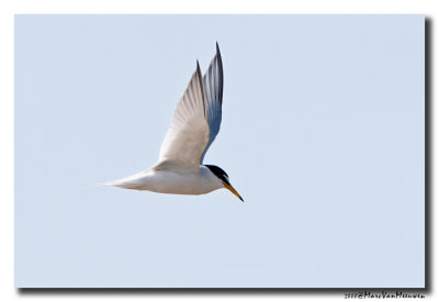 Dwergstern - Little Tern 