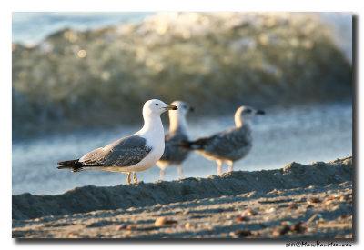 Geelpootmeeuw - Yellow-legged Gull 
