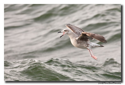 Grote Mantelmeeuw - Great Black-backed Gull 
