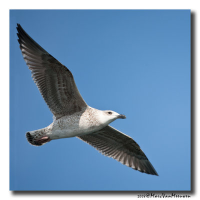 Grote Mantelmeeuw - Great Black-backed Gull 