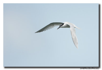 Grote Stern - Sandwich Tern 
