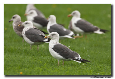 Kleine Mantelmeeuw - Lesser Black-backed Gull 