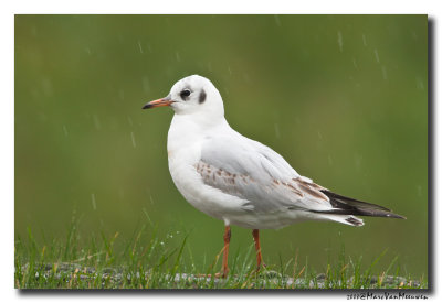 Kokmeeuw - Black-headed Gull 