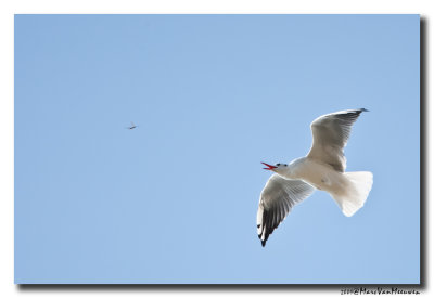 Kokmeeuw - Black-headed Gull 
