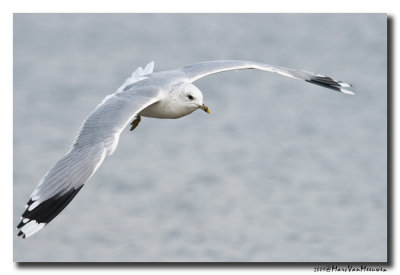 Stormmeeuw - Mew Gull 