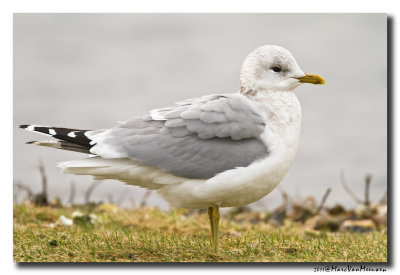 Stormmeeuw - Mew Gull 
