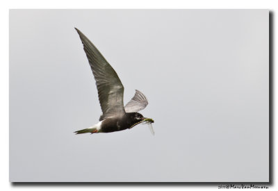 Zwarte Stern - Black Tern 