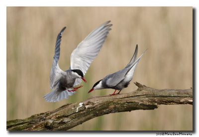 Witwangstern - Whiskered Tern 