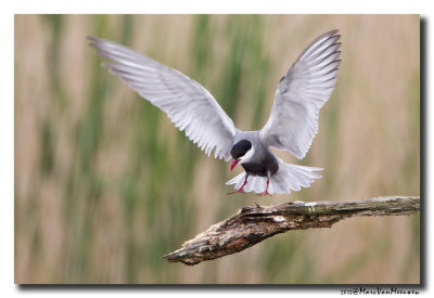 Witwangstern - Whiskered Tern 