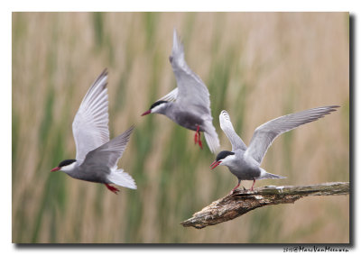 Witwangstern - Whiskered Tern 
