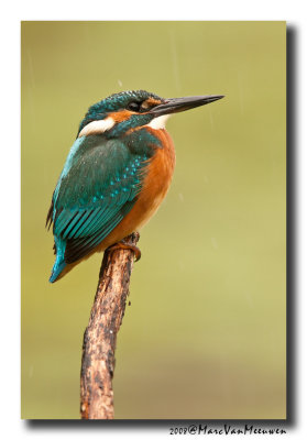 Ijsvogel - Kingfisher 