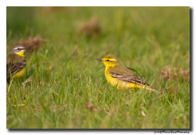 Engelse Kwikstaart - Yellowish-crowned Wagtail 