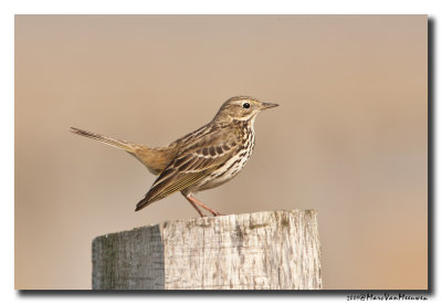 Graspieper - Meadow Pipit 
